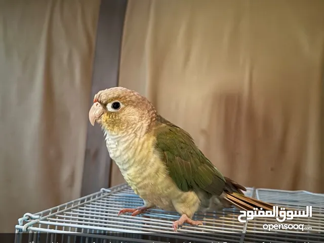 ببغاء كنيور