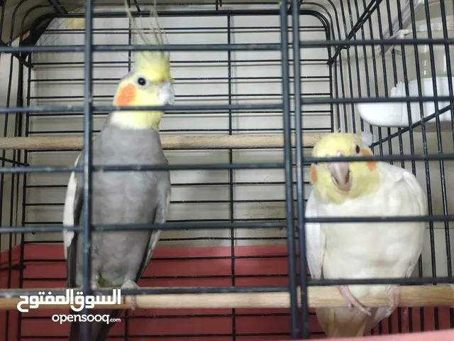 جوز كوكتيل