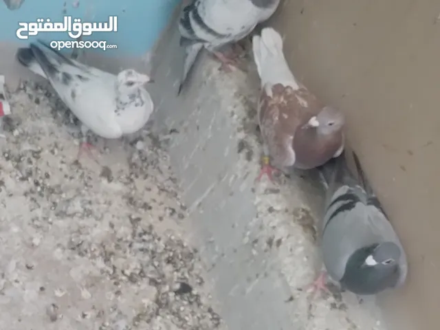 4 طيور بسعر 5 ليرات