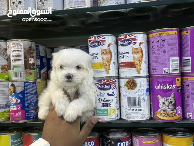 كلاب مالتيز حجم صغير كبر كف اليد لعوبين صحه تمام خاليه من المراض يوجد اغراض وتوصيل