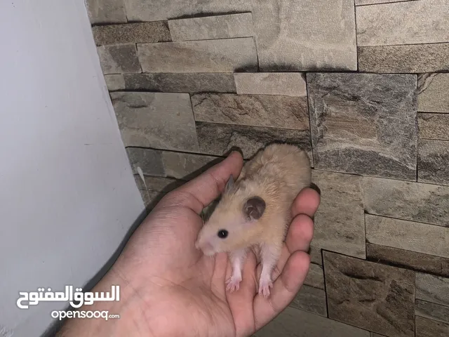هامستر سوري فاخر وا منتج