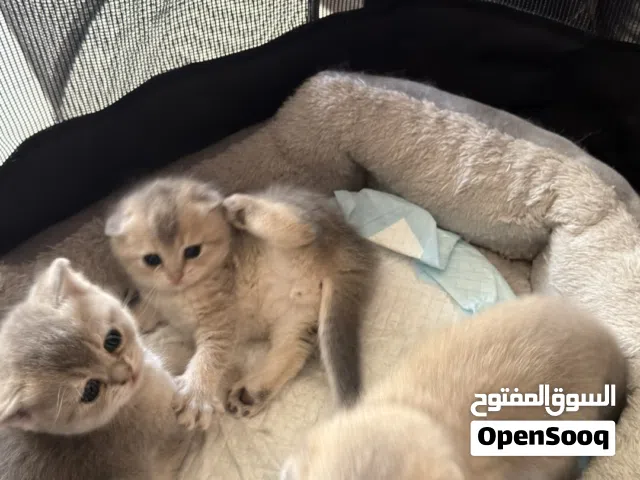 Adorable Scottish Fold kittens looking for loving homes soon