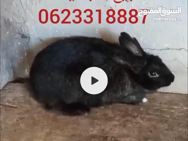 انتى ارنب عشار هجين للبيع