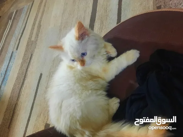 قطه هملايه للبيع العمر 5اشهر بصحه جيده السعر 75الف