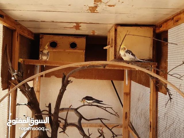 طيور كوكتيل للبيع