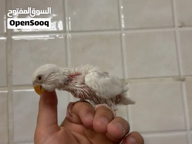 لافبيرد روز