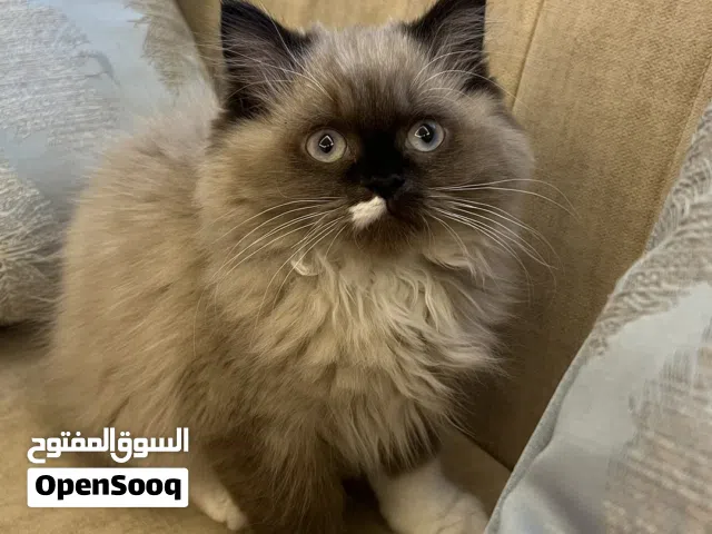 قط هيمالايا