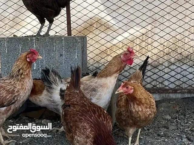 دجاج بلدي بياض لا تربيه حاجه مليحه