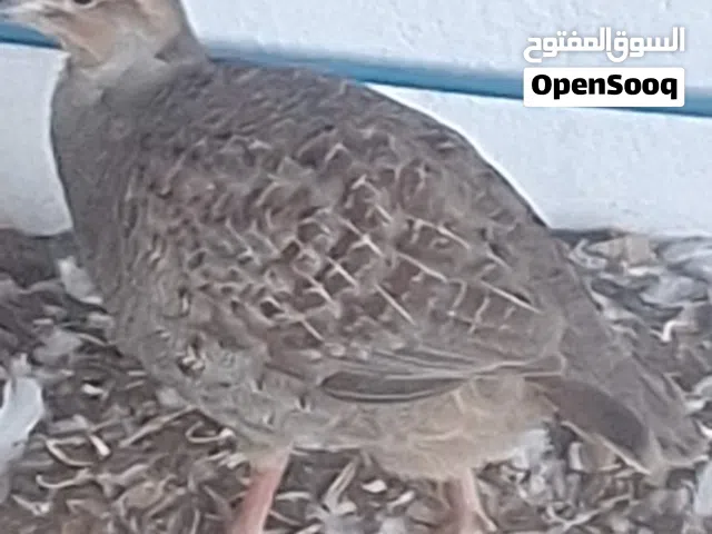 صفرد باكستاني اللون الاصفر منتج