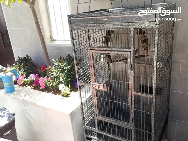 قصف ببغاء رائع جدا للبيع لجميع انواع الببغوات و العصافير