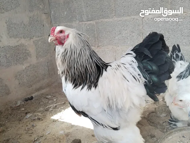 دجاج كولومبي كونك بيور طقم دجاجتين وديك