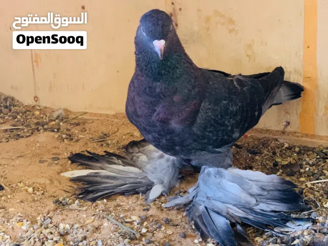 زوز انتايات