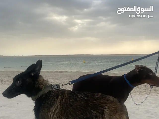 كلب مالينوا belgian malinois