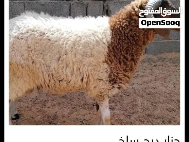 يعني انا مسلم الوزاره