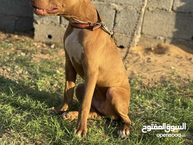 جراء بيبتول