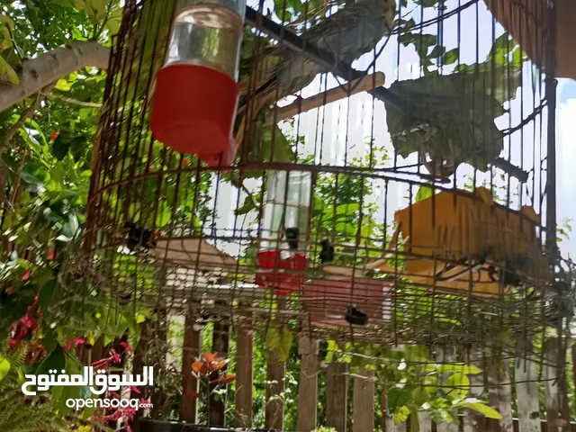 خدمات تقليم اشجار وتنسيق خدائق