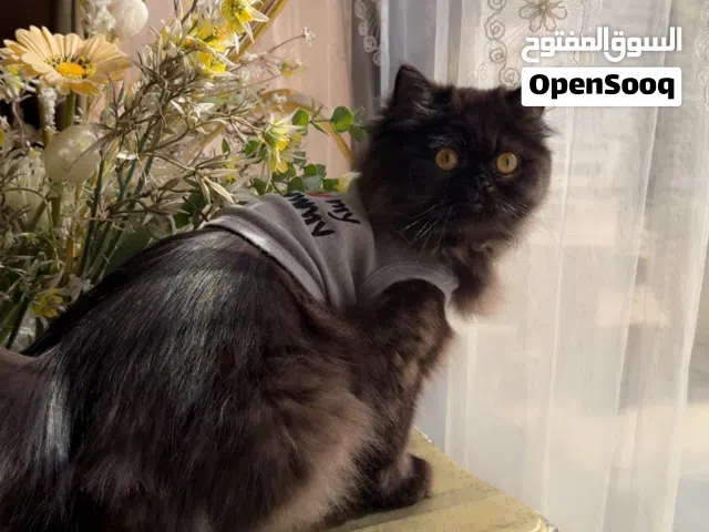 قط أليف للتبني