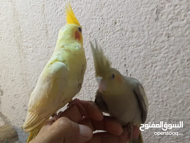 طيور الكوكتيل الصغيره