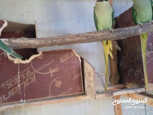 زوج دره نيبالي امهات بزارات