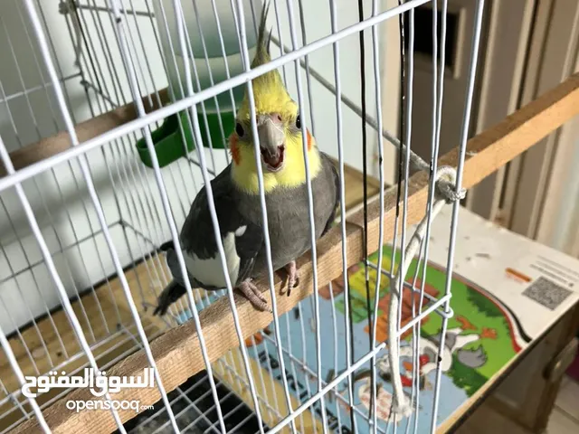 للبيع: طائر كوكتيل ذكر أليف ونشيط