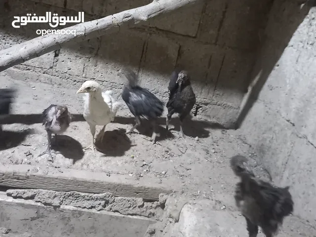 صيصان بلدي للبيع