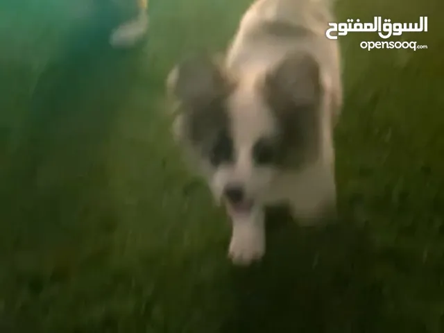 كلب برومنيان متيكبر