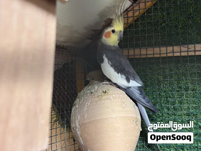 للبيع كوكتيل حار ذكر
