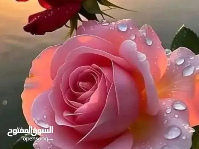 Elementary Teacher in Amman