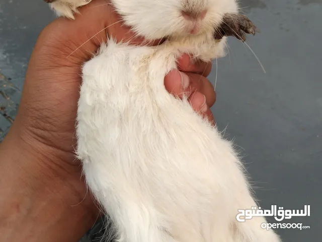 جوز هامستر 70مصراته