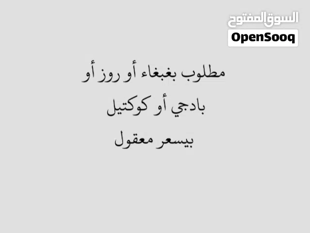 مطلوب بغبغاء