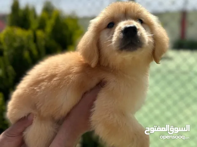 جـــــــولدن ريتريفر