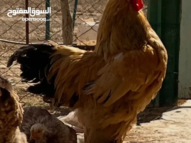 للبيع -ديوك (براهيمي )حجم كبير وفخم بسعر ولا بالخيال الواحد 20دينار والكوم 50 الحق حالك