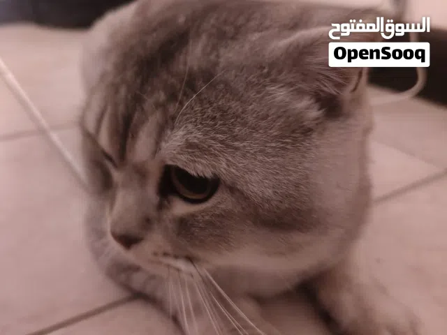 Scottish fold