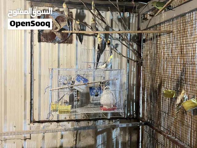 For sale all of the birds and they breed  (WhatsApp)