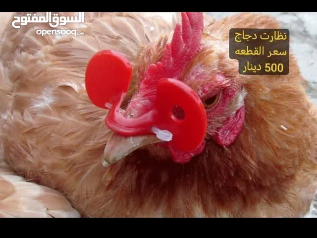 دجاج براهم