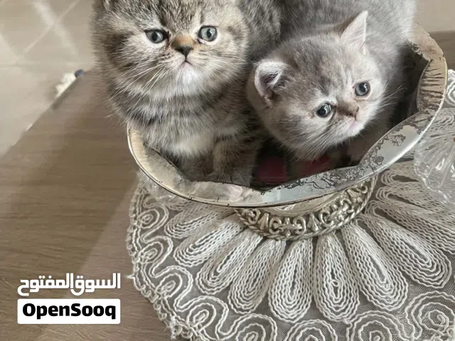 قطط سكوتش فولد ستريت عمرهم شهرين
