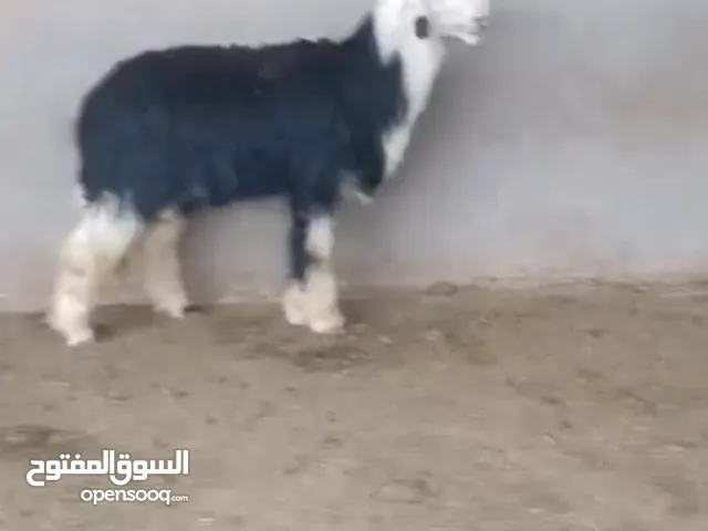خروف نجدي نخب