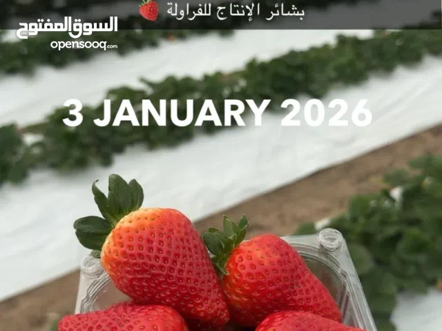 فراولة كويتية