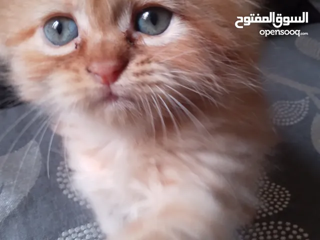 قطط فارسي للبيع