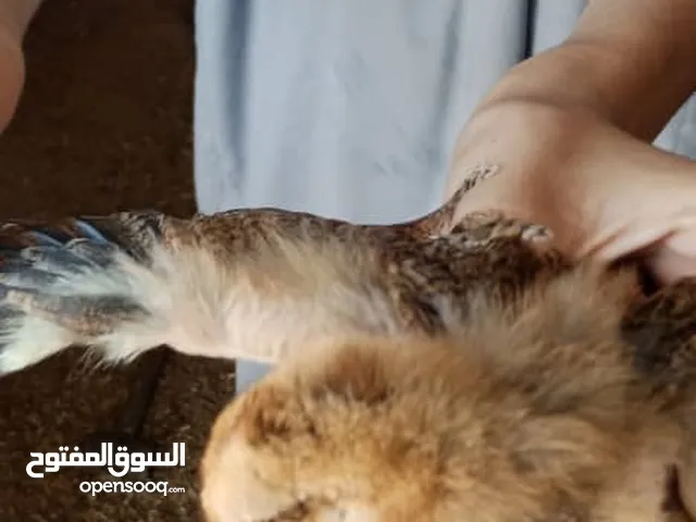 شواشيو حرق بال