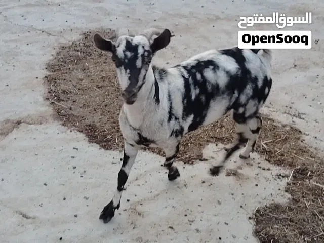 صخل للتربية