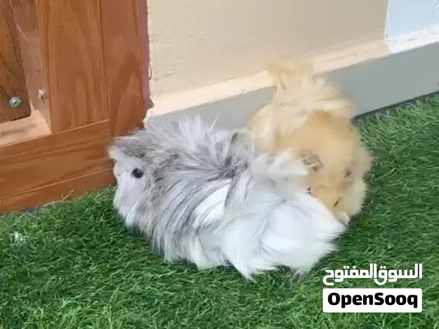 همتارو جيني