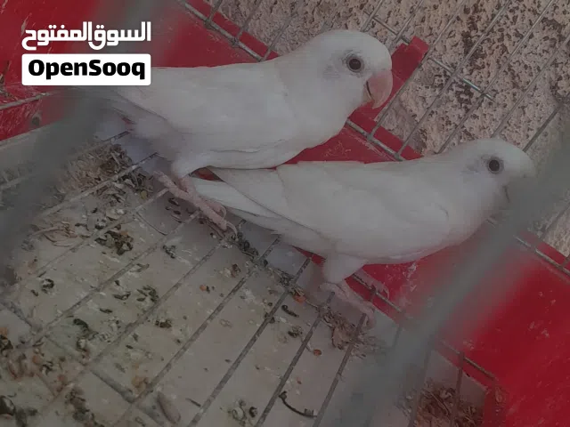 روز البينو عين حمره اقرا وصف