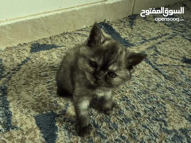 قطط للبيع شيرازي قط واحد بسعر قابل للتفاوض