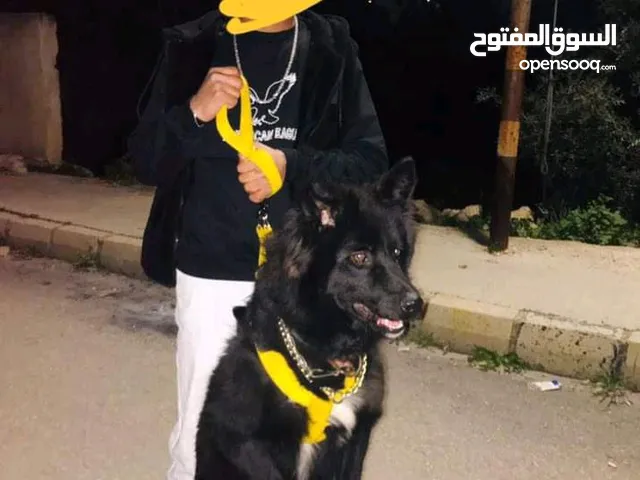 جرو جيرمن بلاك وايت ذكر العمر 8 شهور