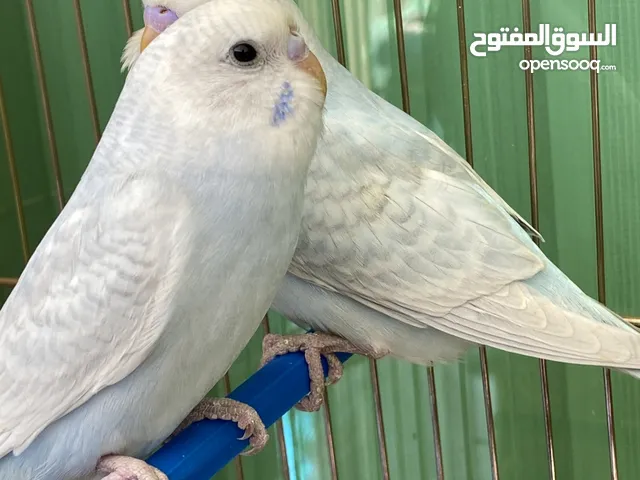 جوز طيور حب رينبو مخاليف