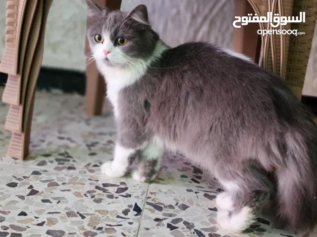 قطه للبيع ......