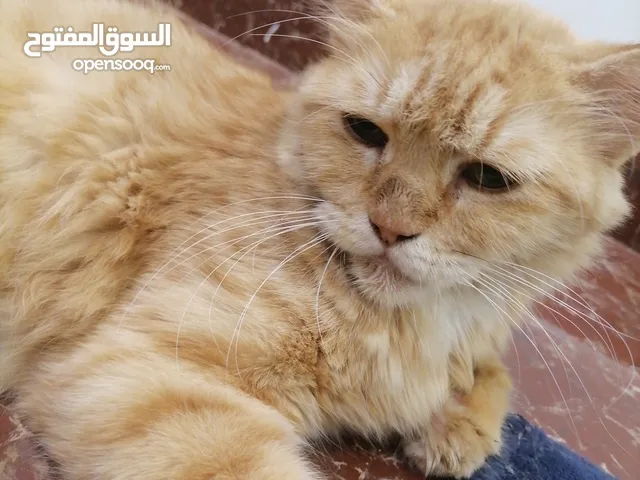 محمد سعيد الحراصي