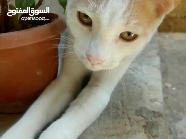 قطط للتبني مكس فرفوشة ونظيفة