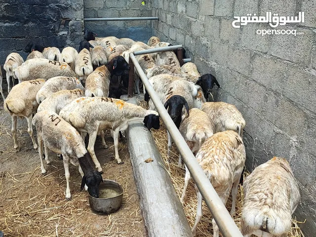 somali sheep for sale in Oman. خرفان صومالية في سلطنة عمان